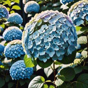 Przesadzanie hortensji stożkowej